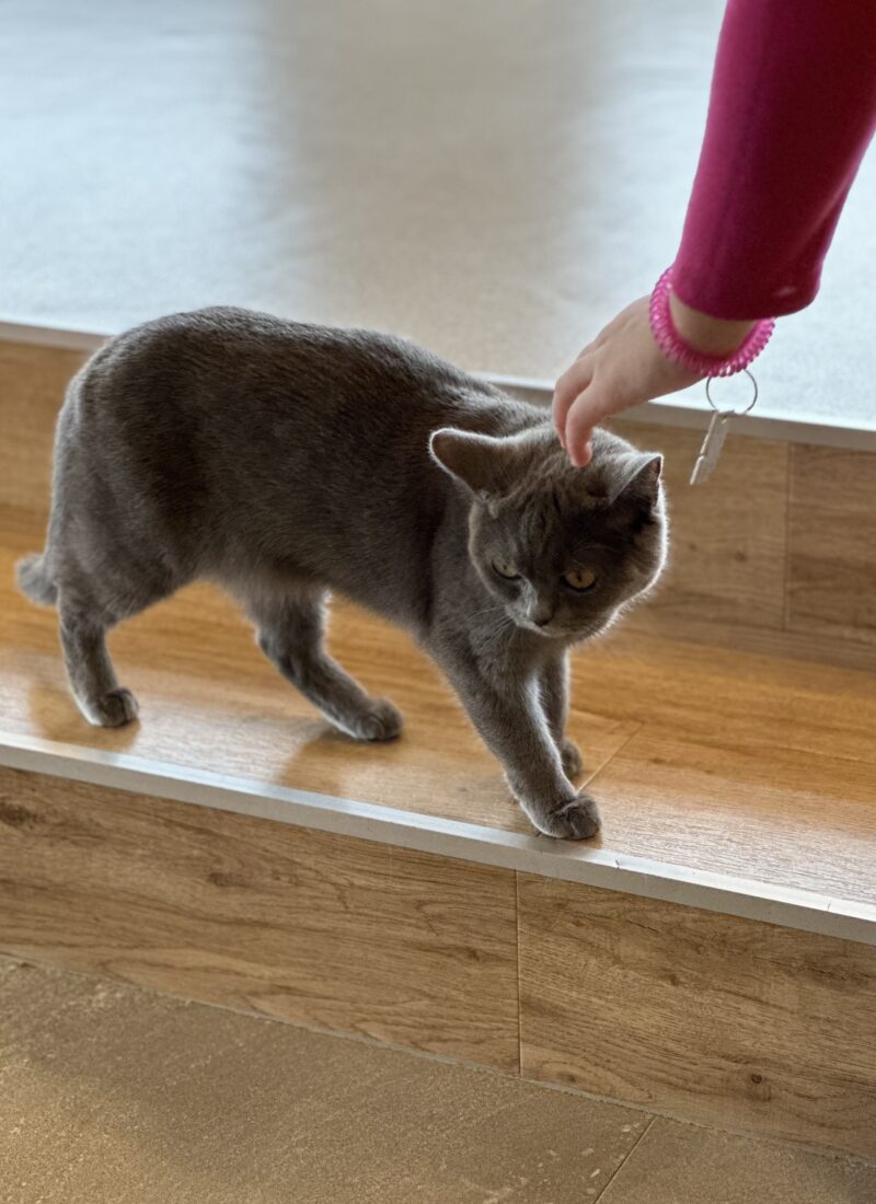 Paws and Relaxation: Exploring Puchi Marry, Okinawa’s Enchanting Cat Cafe in American Village